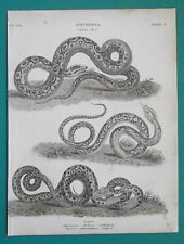 Amphibia snakes serpents for sale  Manassas