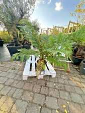 Cyathea cooperi 100cm gebraucht kaufen  Nordkirchen