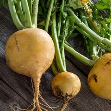 Golden globe turnip for sale  Deltona