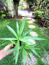 Yucca gigantea live for sale  Miami