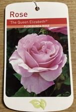 Queen elizabeth potted for sale  WISBECH