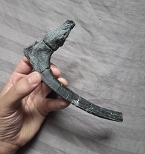 Ultra rare fossil for sale  Staten Island
