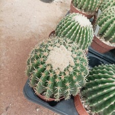 Echinocactus grusonii brevispi usato  Porto Cesareo