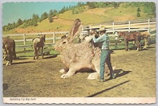 Cartão postal vintage de humor de coelho gigante de lebre selando Big Jack comprar usado  Enviando para Brazil