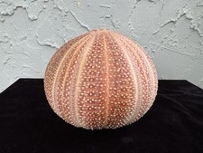 Real red orange for sale  Dade City