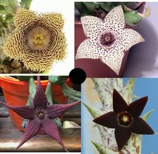 Talee asclepiadaceae singoli usato  Giugliano in Campania