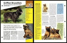 Griffon bruxellois temperament for sale  SLEAFORD