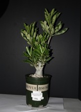 Adenium somalense var. for sale  Waddell