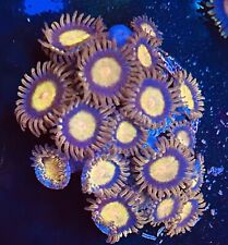 King midas zoa for sale  Columbia