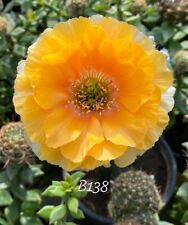 Echinopsis lobivia 138 d'occasion  France