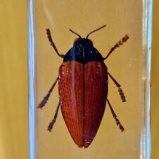 Jewel beetle. bugs for sale  ST. ALBANS