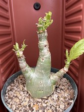 Cyphostemma juttae wild for sale  Gilroy