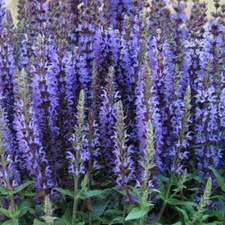 Perennial salvia superba for sale  UK