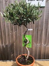 Spiral olive tree for sale Spiral olive tree for sale  WORTHING