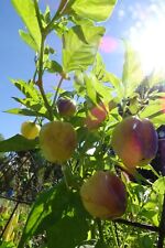 Usado, Pimenta Peachadew - linda pimenta vira tons de violeta, depois damasco comprar usado  Enviando para Brazil