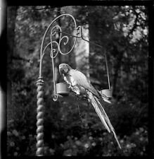 Perroquet perchoir ancien d'occasion  France