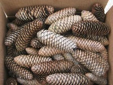 150 pcs pine for sale  Eugene