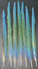 Set tail feathers for sale  Chicago