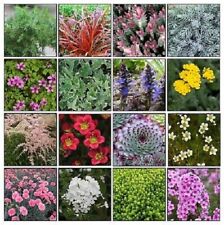 Alpine plug plants for sale  MARCH