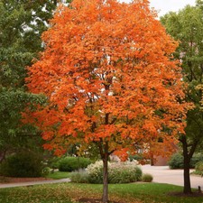 Sugar maple saplings for sale  Lupton
