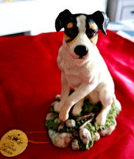 jack russells for sale  WAKEFIELD