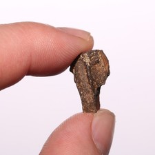 Triceratops tooth authentic for sale  Isabel
