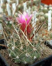 Sclerocactus spinosior schlese usato  Spedire a Italy