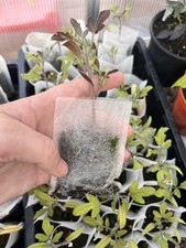 Beefsteak tomato plants for sale  FAREHAM