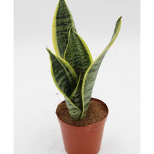 Futura snake plant for sale  Houston