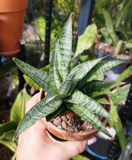 Sansevieria sweet celery for sale  GLOUCESTER