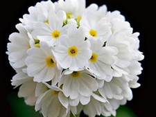 Primula denticulata white for sale  BELLSHILL