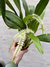 Dendrochillum glumaceaum white gebraucht kaufen  Augsburg