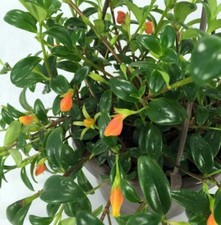 Goldfish premiums frequently for sale  Wadsworth