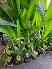 Coconut palm cocos for sale  WEMBLEY