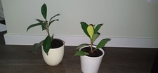 Fikus benjamin jungpflanze gebraucht kaufen Fikus benjamin jungpflanze gebraucht kaufen  Leipzig