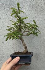 Bonsai melograno usato  Vanzaghello