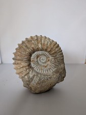 Large ammonite fossil for sale  GREAT YARMOUTH