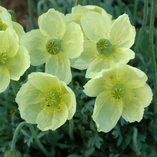 Papaver nudicaule pacino for sale  SCUNTHORPE