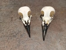 Magpie skulls. for sale  PAIGNTON