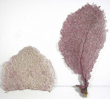 Natural sea fan for sale  Shalimar