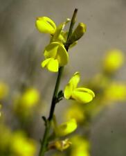 Graines genista cinerea d'occasion  Sabres