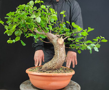 pre bonsai ciliegio usato pre bonsai ciliegio usato San Pancrazio Salentino