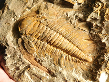 Big acadoparadoxides paradoxid for sale  Salt Lake City