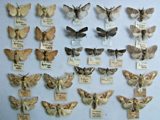 Vintage british moths. for sale  UK