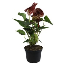 Black chocolate anthurium for sale  Woodbridge