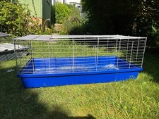 Large guinea pig for sale  ANDOVER