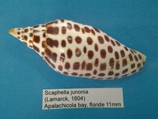 Scaphella junonia coquillage d'occasion  Conty