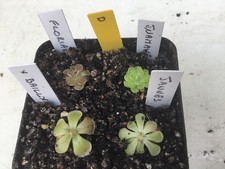 Pinguicula collection less for sale  ROTHERHAM