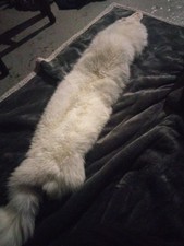 arctic white fox pelt soft for sale arctic white fox pelt soft for sale Port Huron