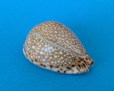 Cypraea lamarckii gem d'occasion  Nice-